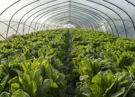 成都：節后蔬菜價格大幅“跳水”